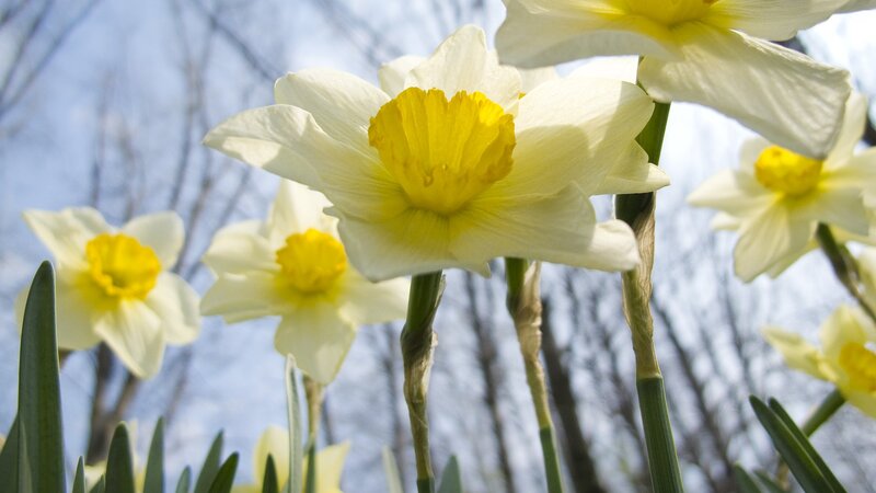 White daffodils in spring