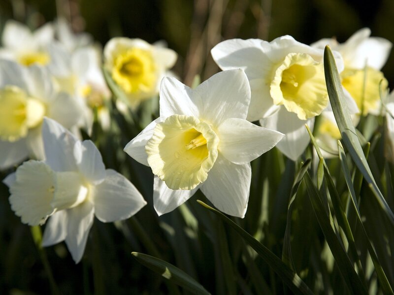 White daffodils in sunlight
