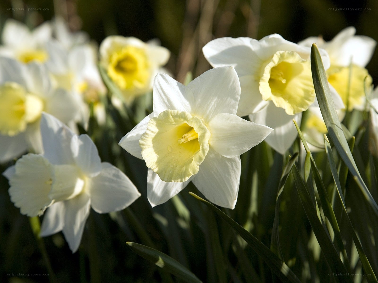 White daffodils in sunlight