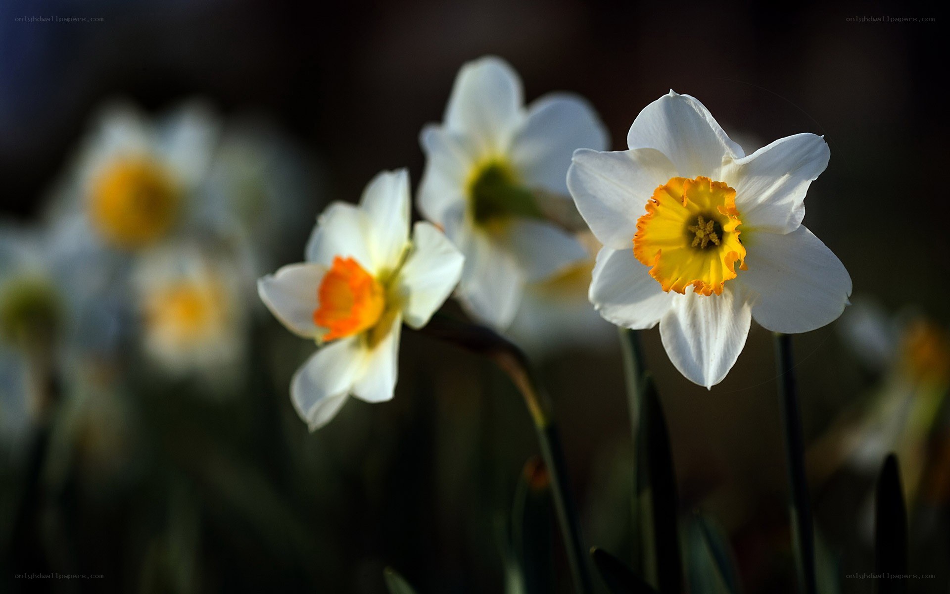 White daffodils in sunlight
