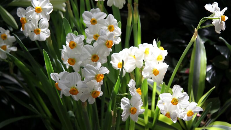 White daffodils in sunlight