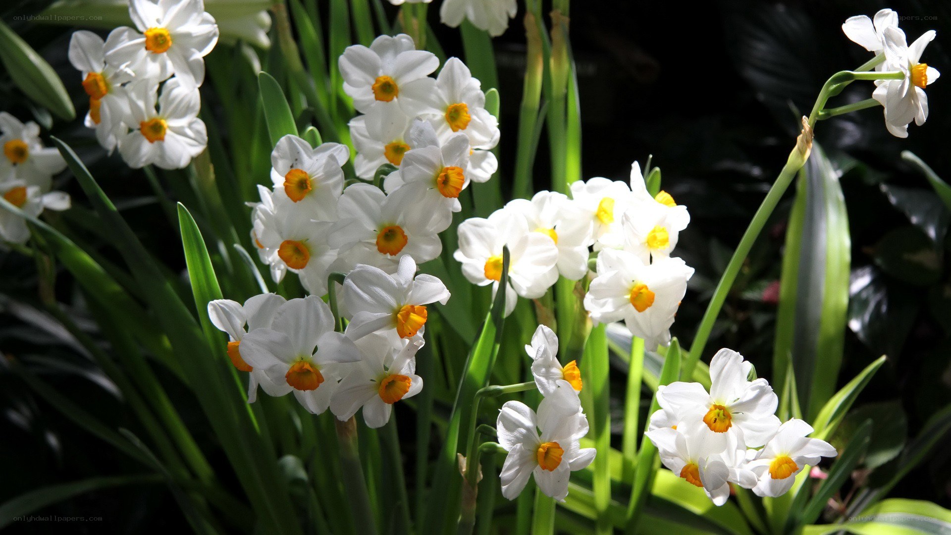 White daffodils in sunlight