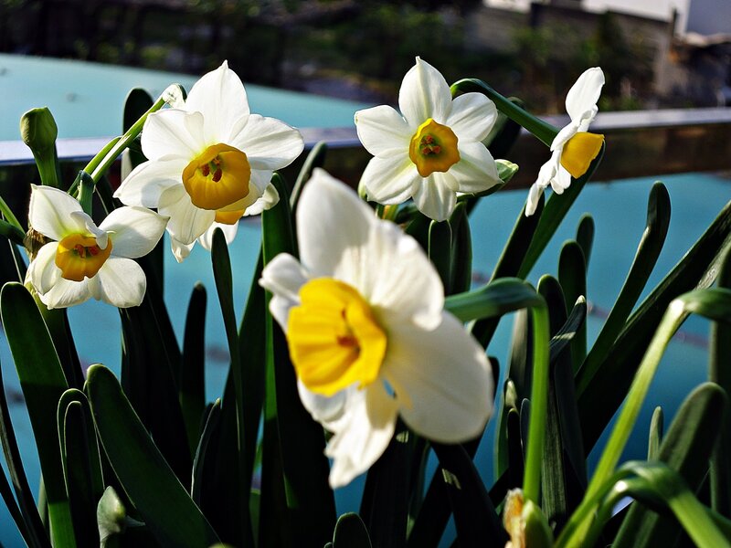 White daffodils in sunlight