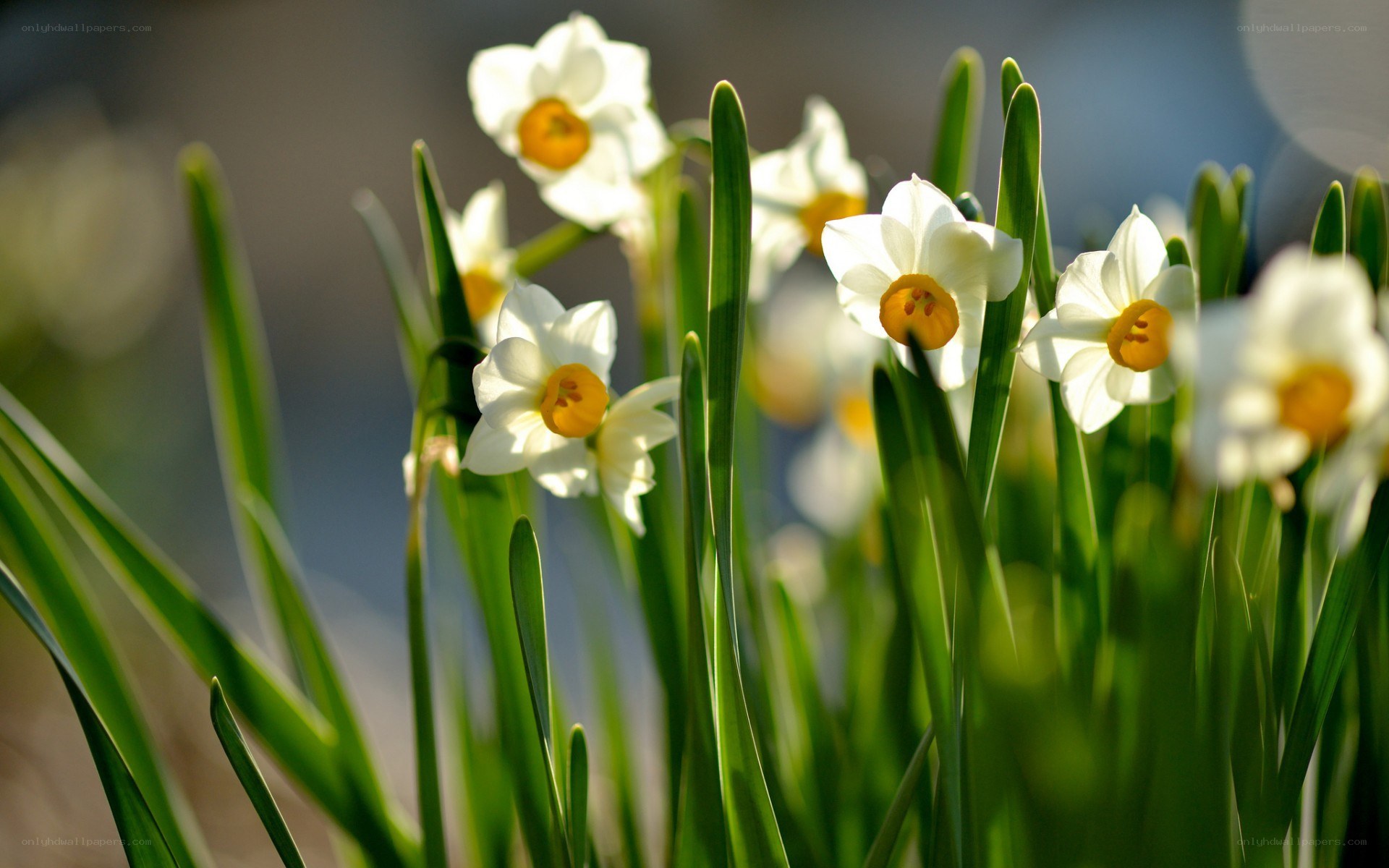 White daffodils in sunlight