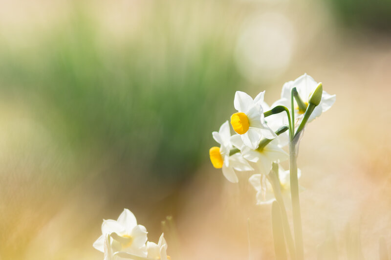 White Daffodils in Sunlight — Serene