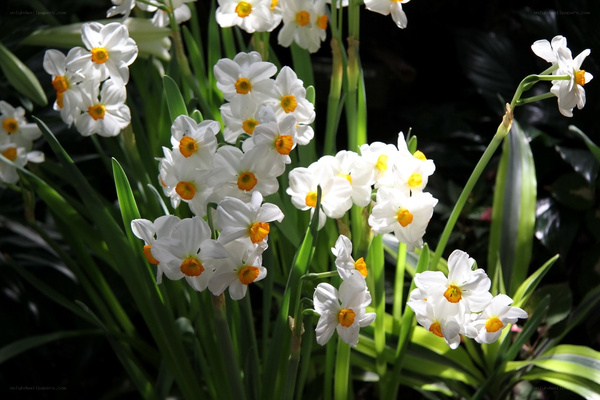 White daffodils in sunlight