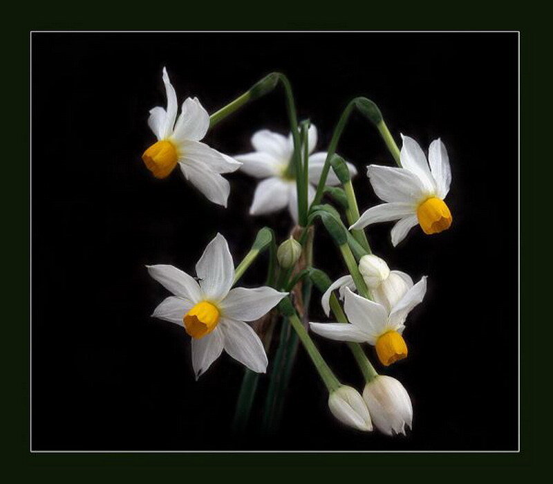 White daffodils on black background