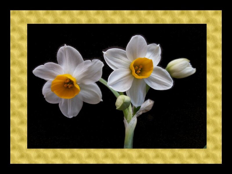 White Daffodils on Black — Serene