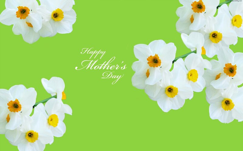 White Daffodils on Green — Cheerful, Spring
