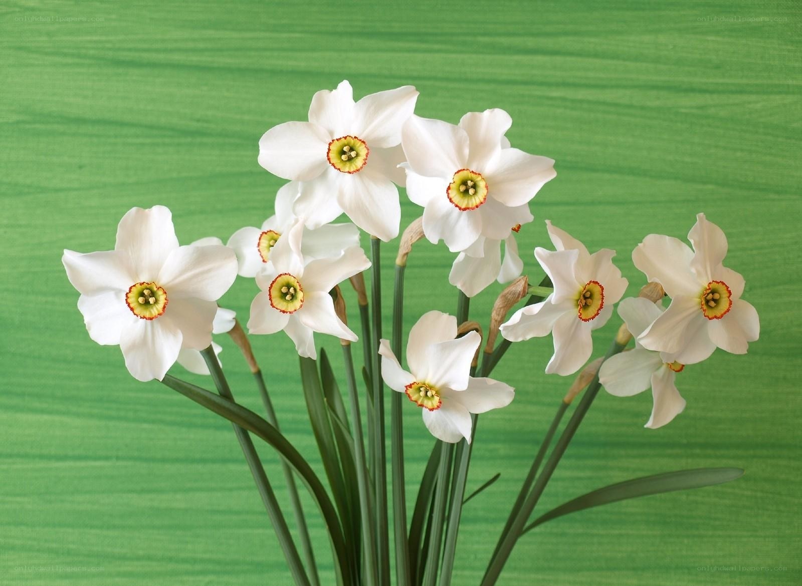 White daffodils on green