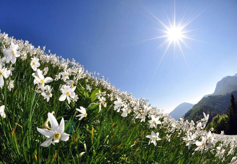 White Daffodils on Hillside