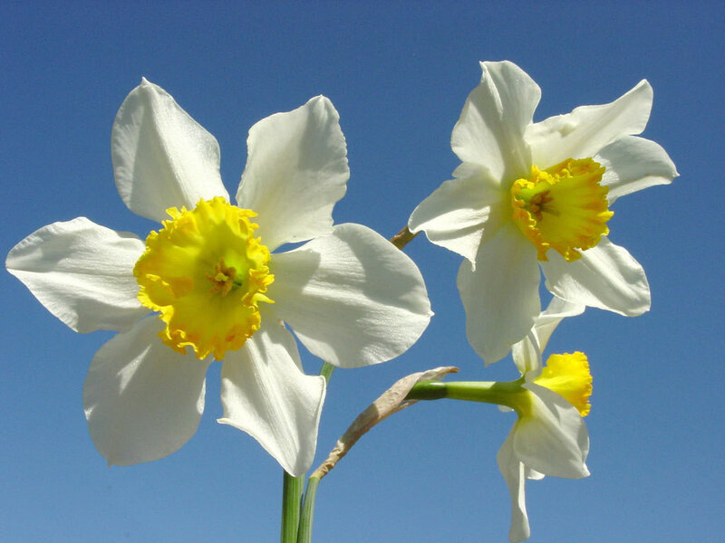 White Daffodils — Serene, Spring