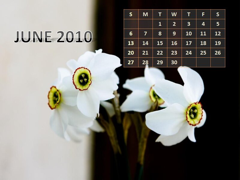White Daffodils