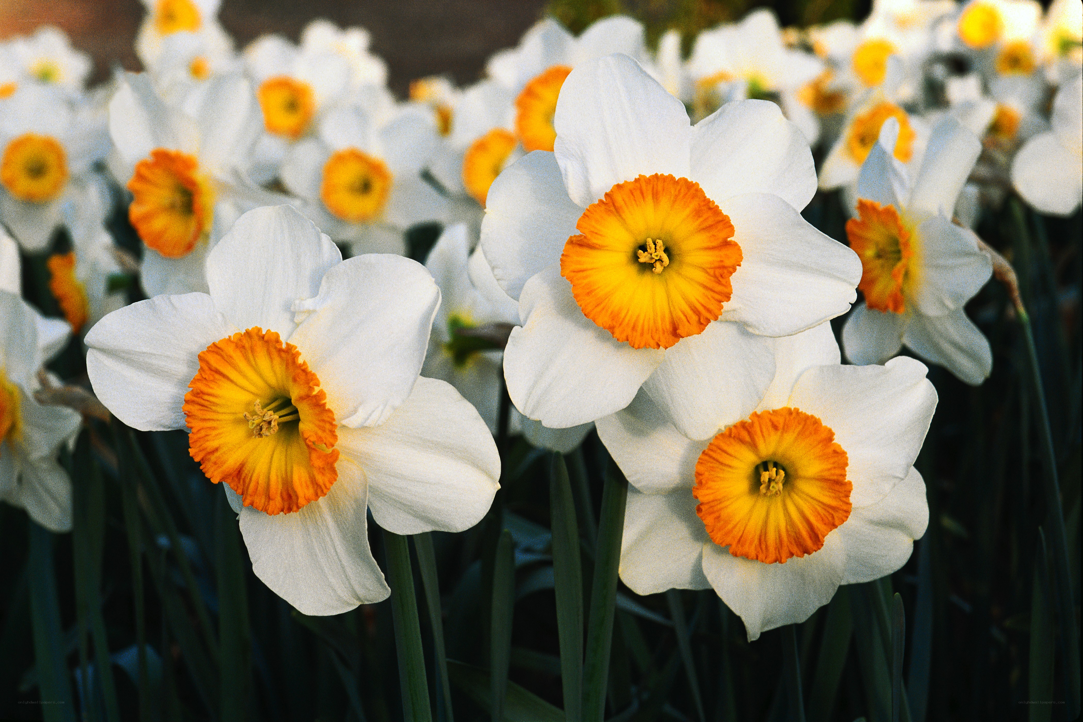 White daffodils with orange centers