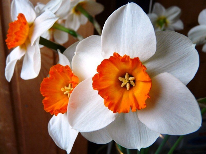 White daffodils with orange centers