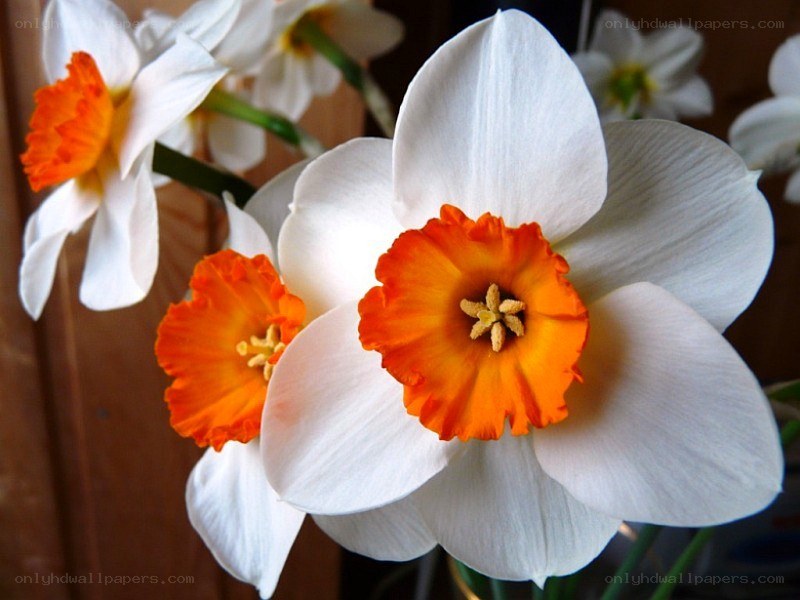 White daffodils with orange centers