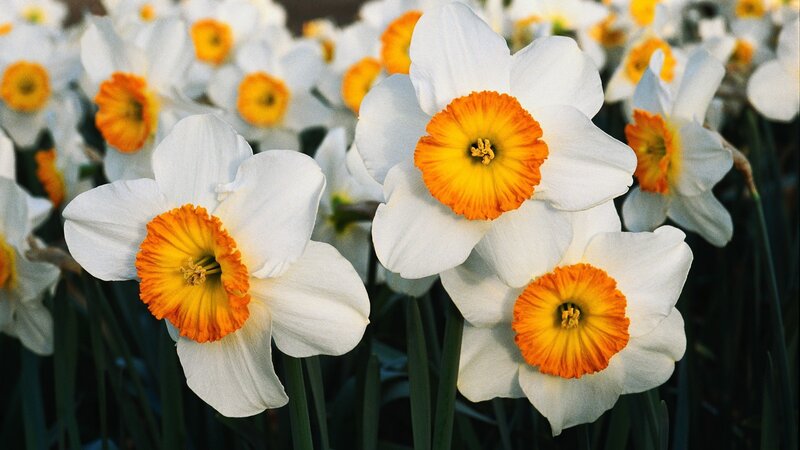 White Daffodils with Orange Centers — Calm, Spring