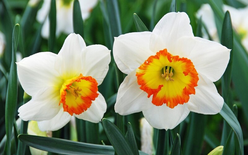 White Daffodils with Orange Centers — Calm