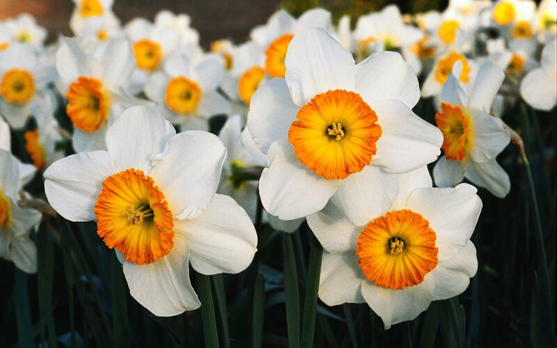 White Daffodils with Orange Centers — Serene, Spring, Photograph
