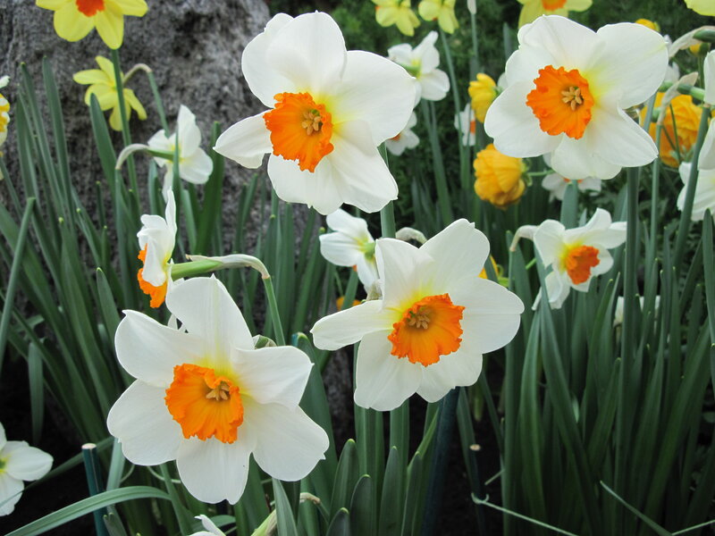 White Daffodils with Orange Centers — Serene, Spring
