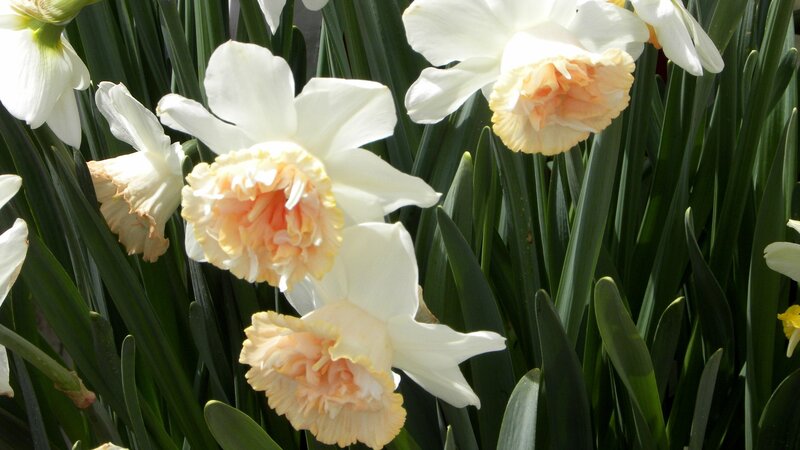 White daffodils with peach centers