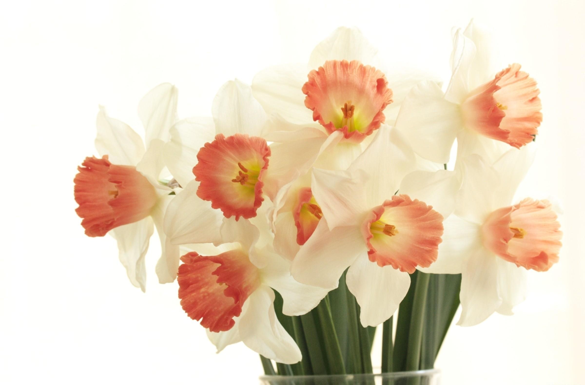 White daffodils with pink centers