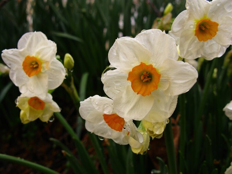 White Daffodils with Water Droplets — Calm