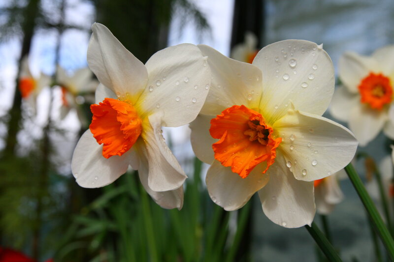 White Daffodils with Water Droplets — Serene