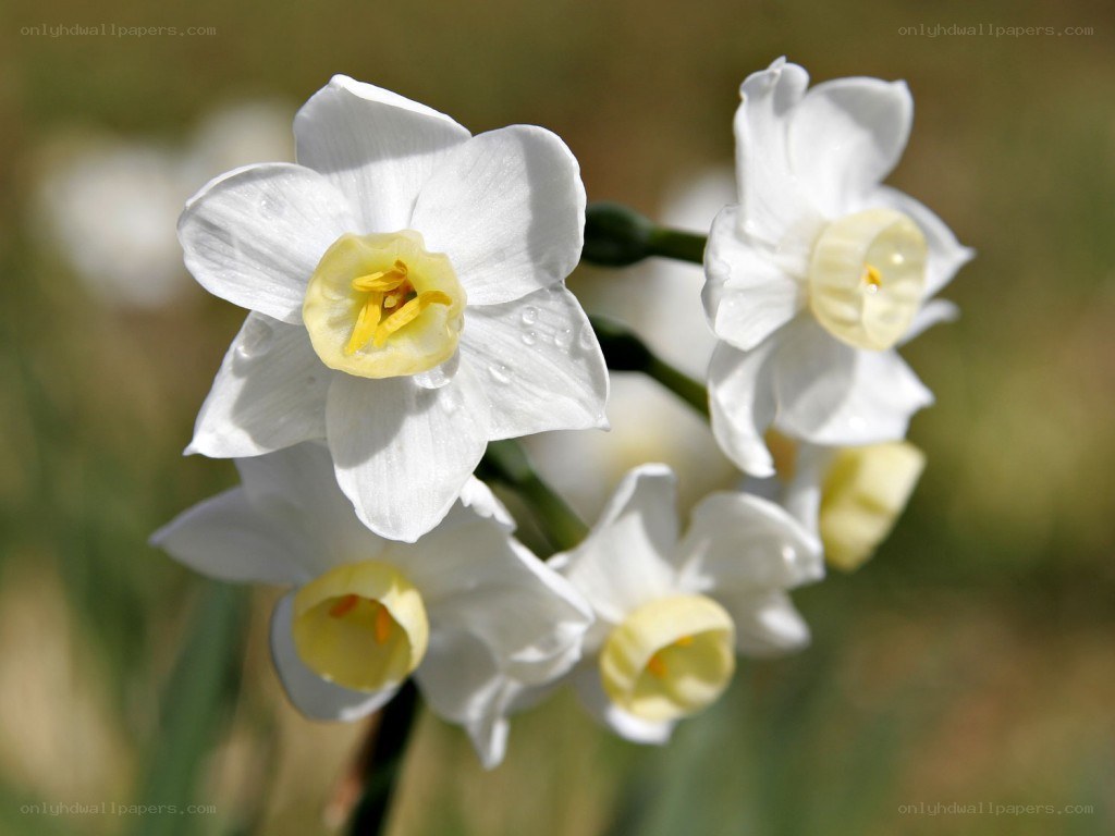 White daffodils with water droplets