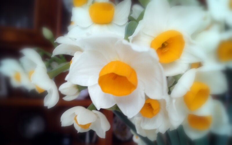 White Daffodils with Yellow Centers — Calm, Photograph