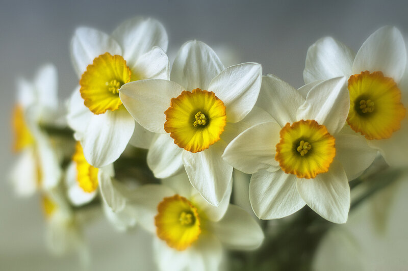 White Daffodils with Yellow Centers — Calm, Spring