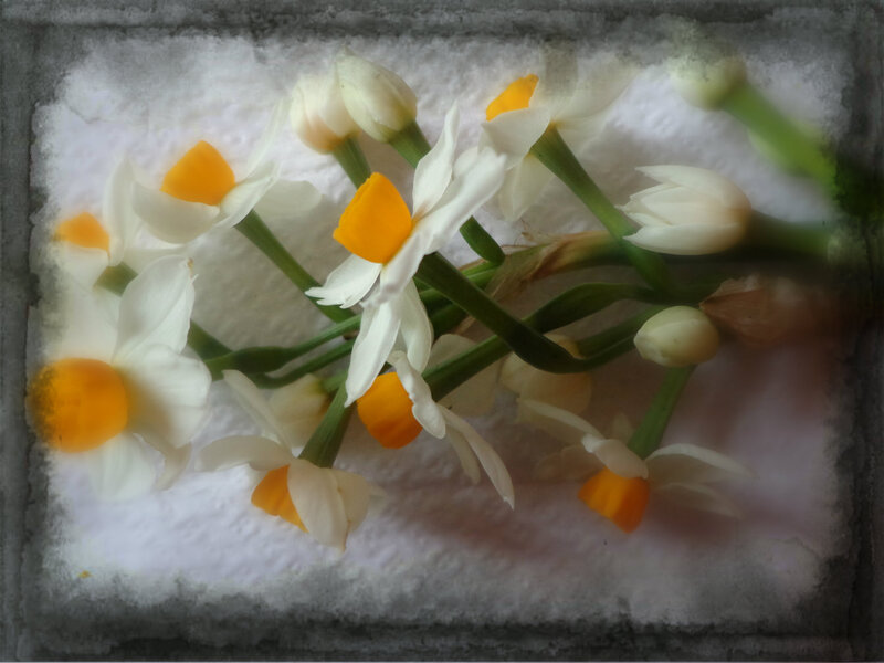 White Daffodils with Yellow Centers — Calm