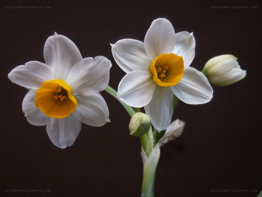 White daffodils with yellow centers