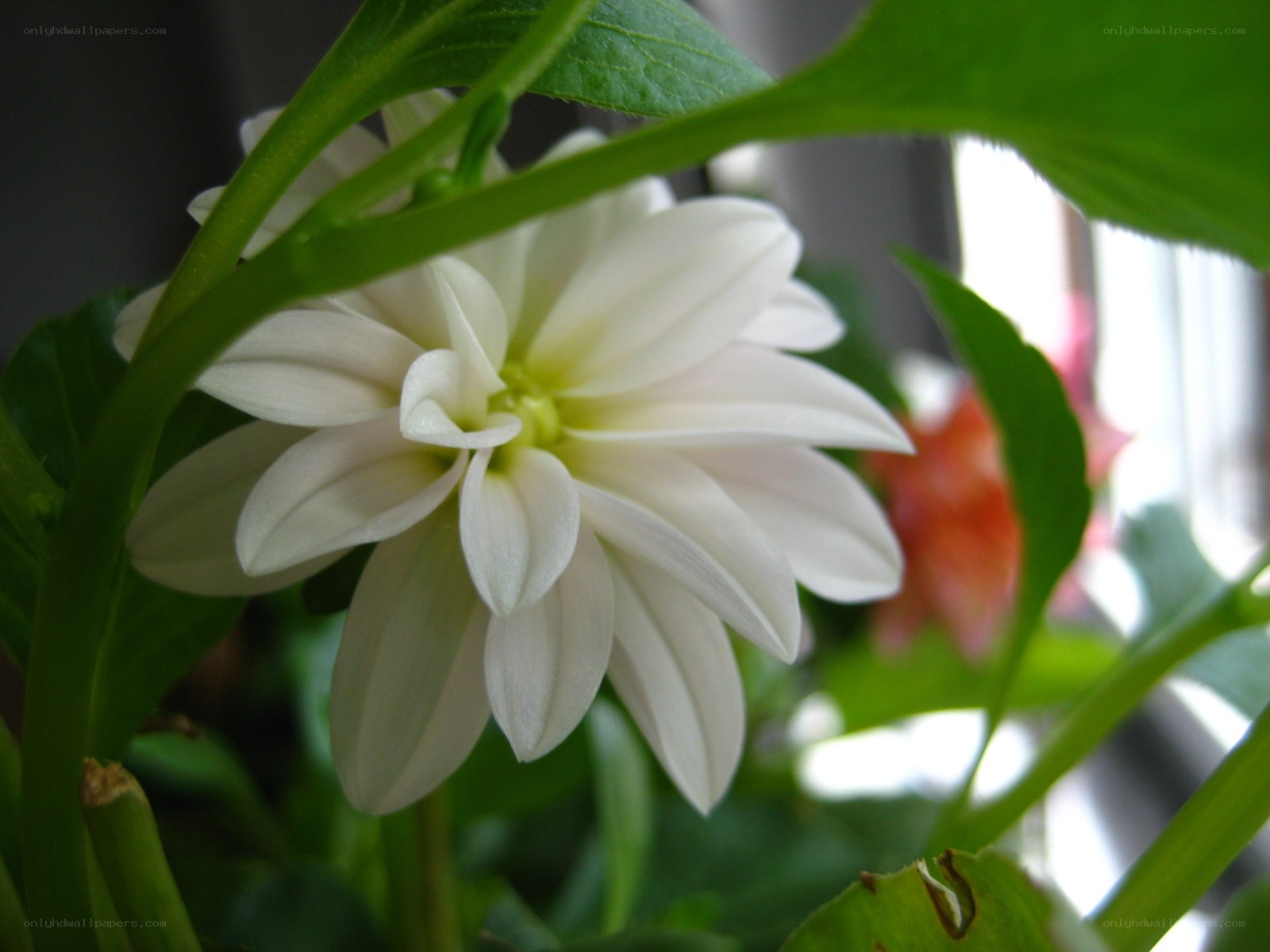 white dahlia flower