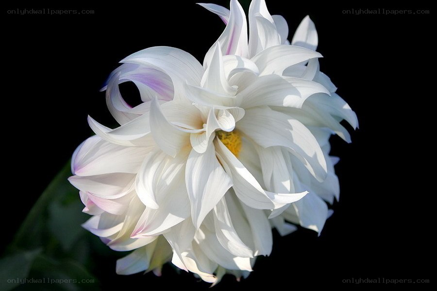 White dahlia flower