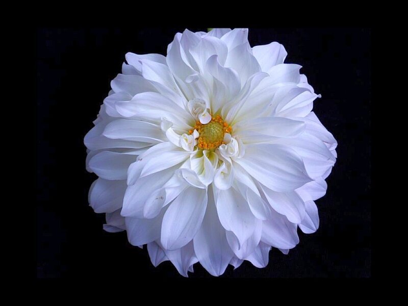 white dahlia flower