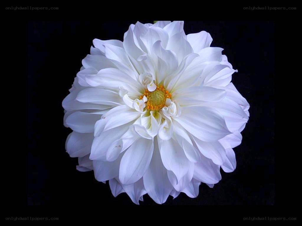 white dahlia flower