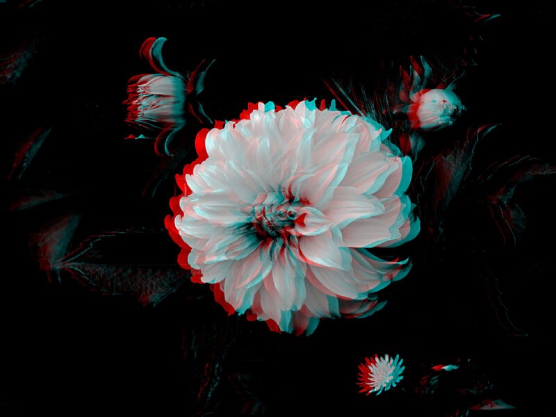 White Dahlia Flower — Black, Dramatic