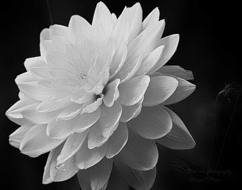 White Dahlia Flower — Black