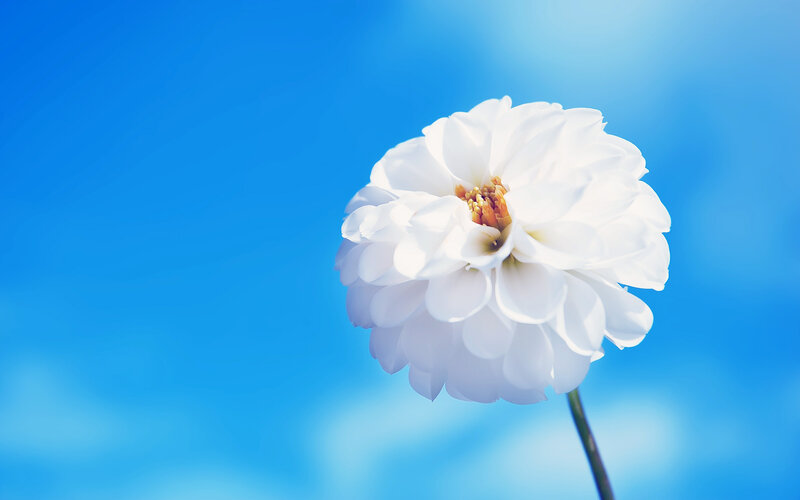White Dahlia Flower — Blue, Serene