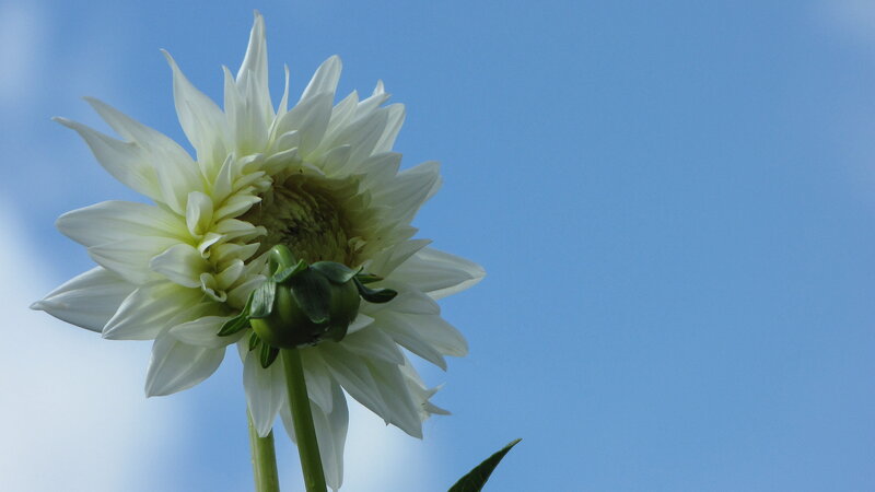 White Dahlia Flower — Blue