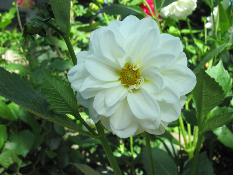 White Dahlia Flower — Calm, Afternoon, Photograph, Green Leaves, Flower Bud