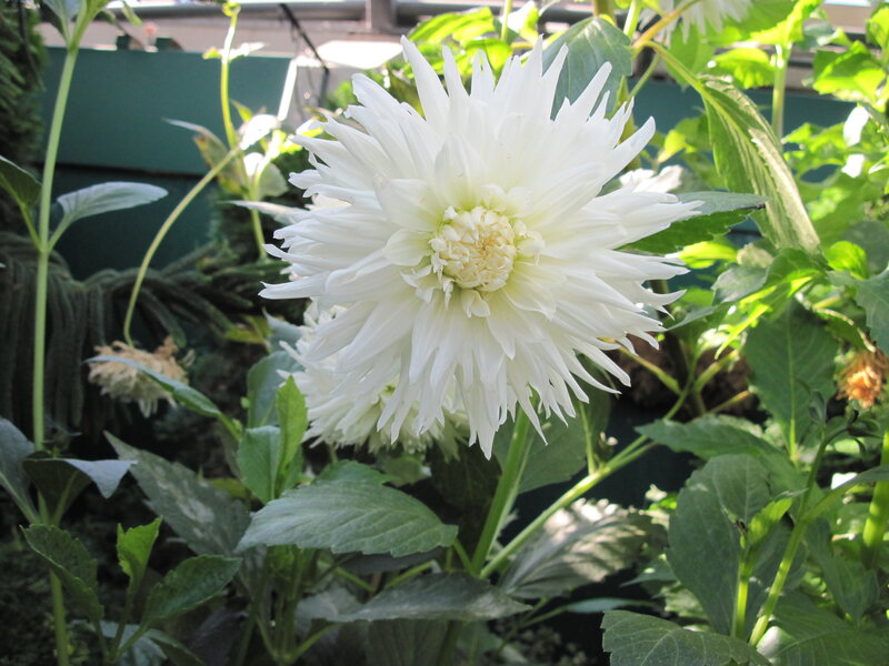 White Dahlia Flower — Calm, Afternoon, Photograph, Green Leaves