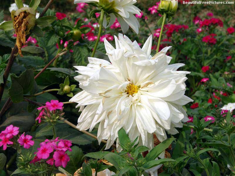 White Dahlia Flower — Calm, Afternoon