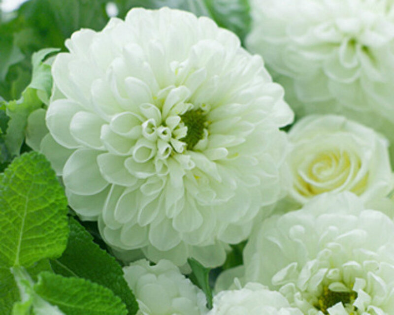 White Dahlia Flower — Calm, Photograph, Green Leaves, Roses