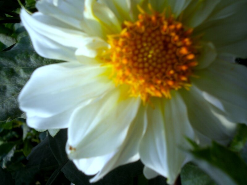 White Dahlia Flower — Calm, Photograph, Green Leaves