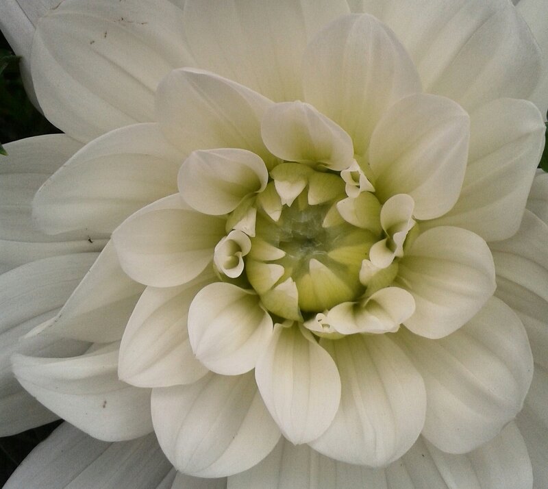 White Dahlia Flower — Calm, Photograph, Petals, Center