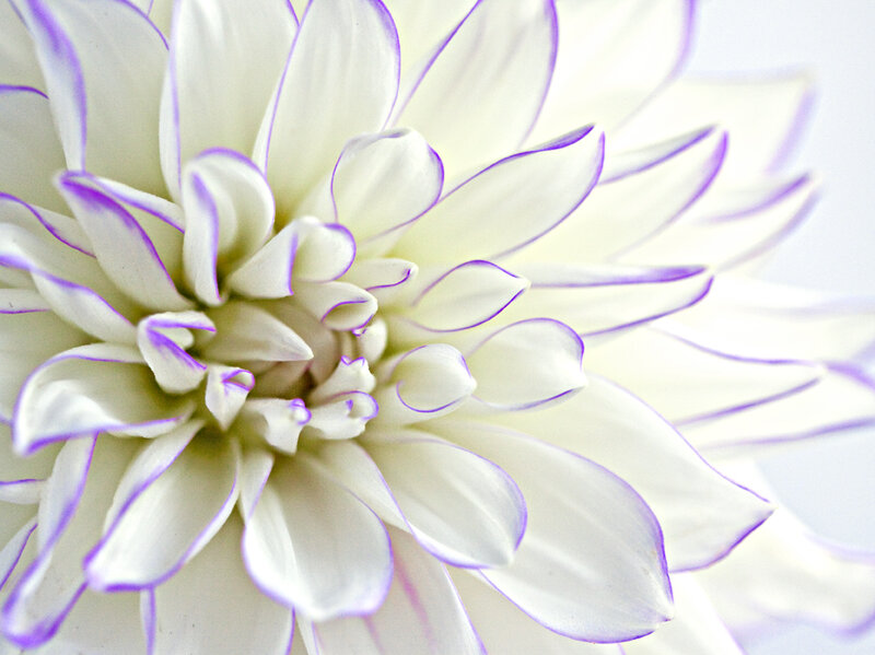White Dahlia Flower — Calm, Photograph, Petals