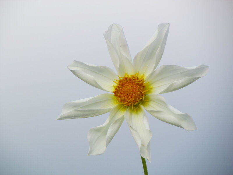 White Dahlia Flower — Calm, Photograph