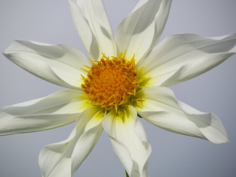 White Dahlia Flower — Calm, Photograph, Yellow Center